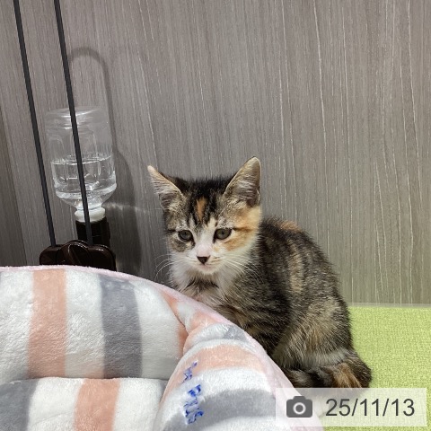 スコティッシュフォールドの写真