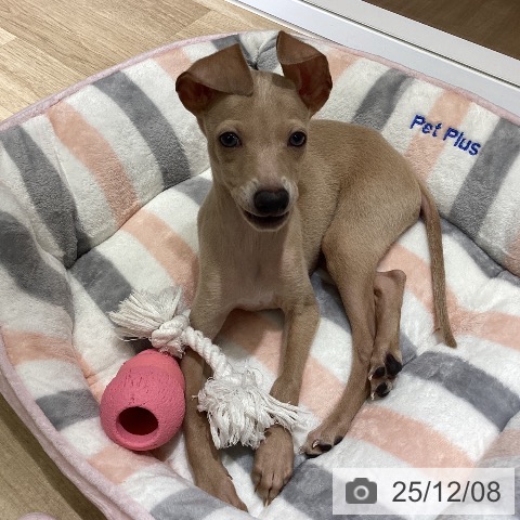 愛知県のイタリアングレーハウンド (ペットプラス イオンモール豊川店/2025年9月12日生まれ/男の子/フォーン)の子犬の4枚目の画像