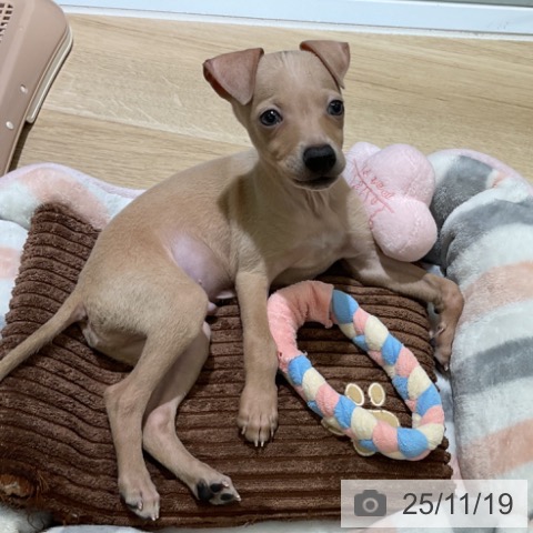 愛知県のイタリアングレーハウンド (ペットプラス イオンモール豊川店/2025年9月12日生まれ/男の子/フォーン)の子犬の3枚目の画像