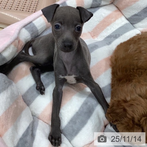 イタリアン・グレーハウンドの写真