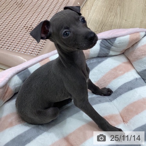 イタリアン・グレーハウンドの写真