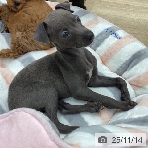 イタリアン・グレーハウンドの写真