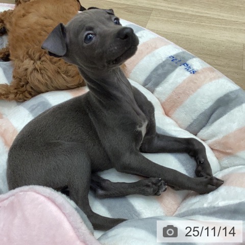 イタリアン・グレーハウンドの写真