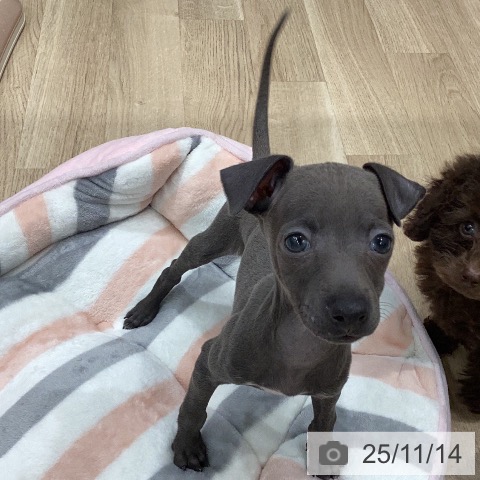 イタリアン・グレーハウンドの写真