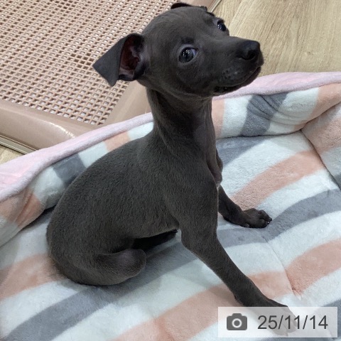 イタリアン・グレーハウンドの写真