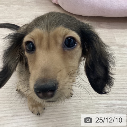 愛知県のミニチュアダックスフンド(ロング) (ペットプラス 豊田店/2025年9月12日生まれ/男の子/シェーデットイエロー)の子犬の4枚目の画像