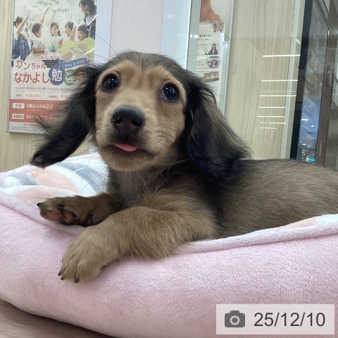 愛知県のミニチュアダックスフンド(ロング) (ペットプラス 豊田店/2025年9月12日生まれ/男の子/シェーデットイエロー)の子犬の3枚目の画像