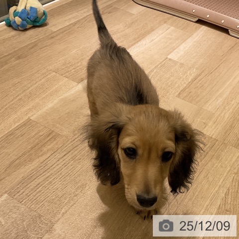 愛知県のミニチュアダックスフンド(ロング) (ペットプラス イオンモール豊川店/2025年9月12日生まれ/男の子/シェーデットイエロー)の子犬の4枚目の画像