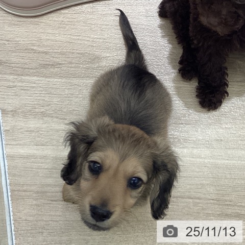 ミニチュア・ダックスフンドの写真