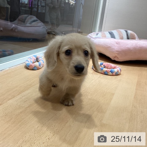 ミニチュア・ダックスフンドの写真