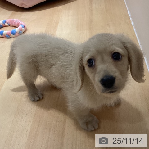 ミニチュア・ダックスフンドの写真