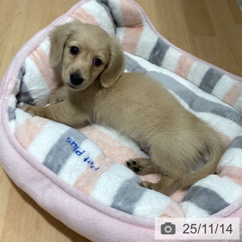 ミニチュア・ダックスフンドの写真