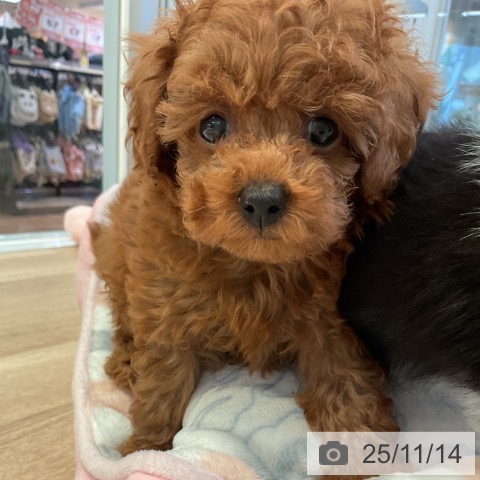 トイ・プードルの写真