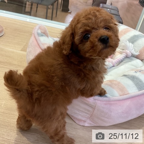 トイ・プードルの写真