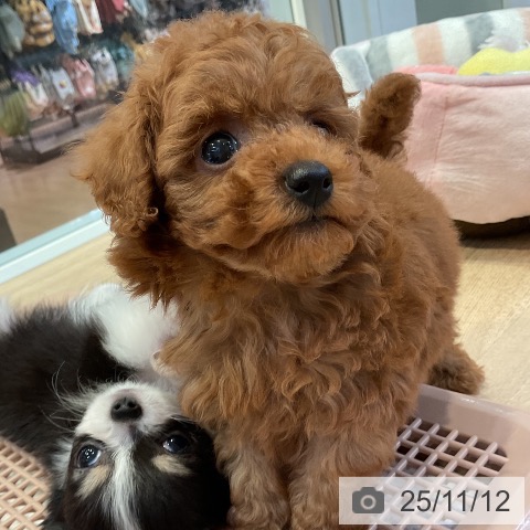 トイ・プードルの写真