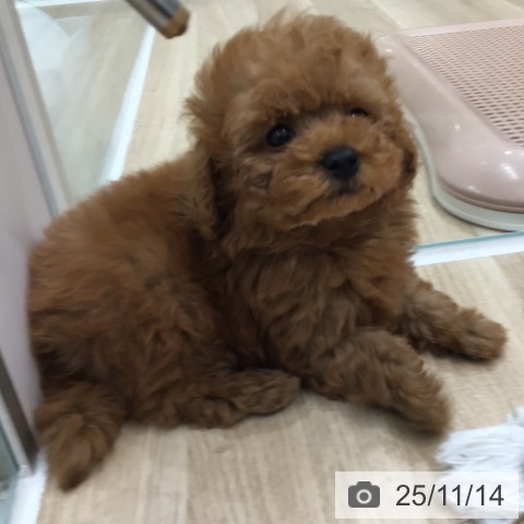 トイ・プードルの写真