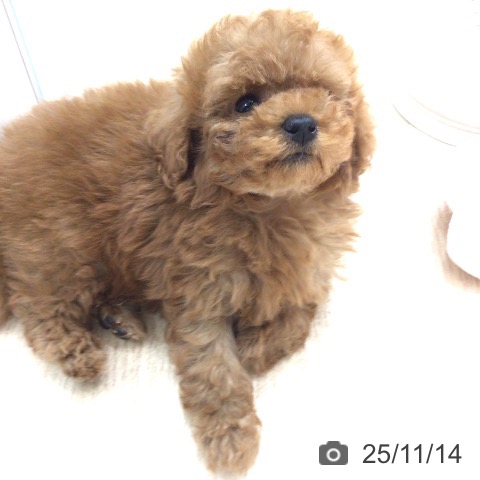 トイ・プードルの写真