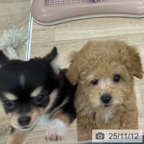 トイ・プードルの写真