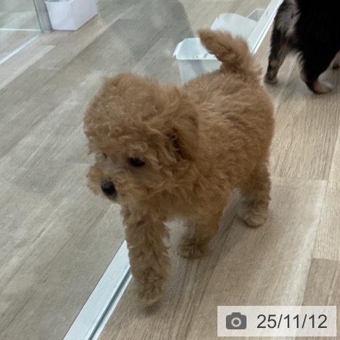 トイ・プードルの写真