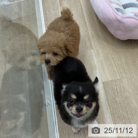 トイ・プードルの写真