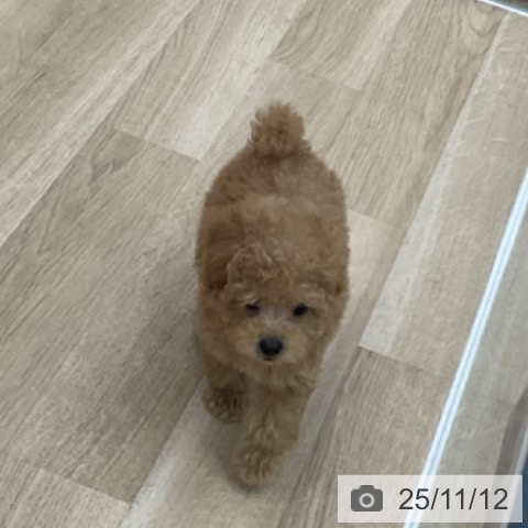 トイ・プードルの写真