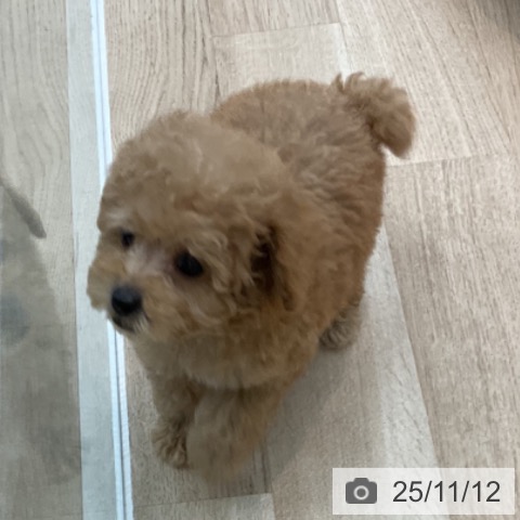 トイ・プードルの写真