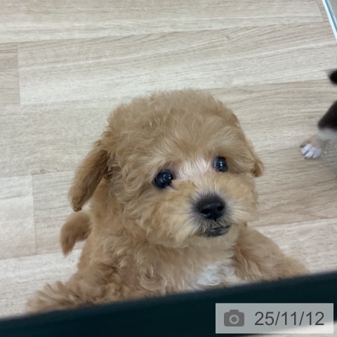 トイ・プードルの写真