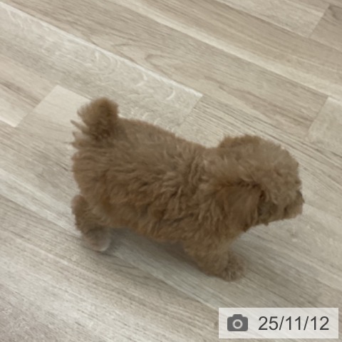 トイ・プードルの写真