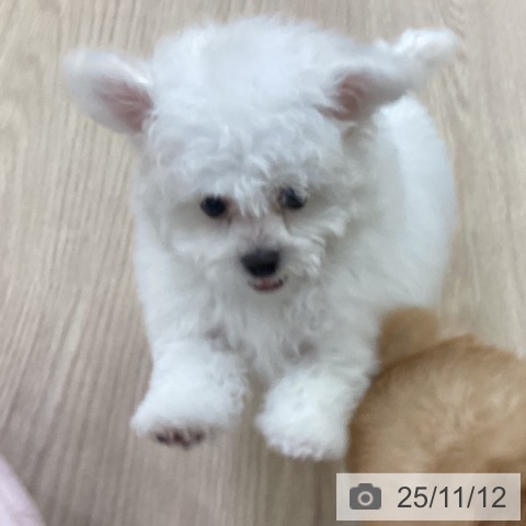 ビション・フリーゼの写真