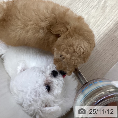 ビション・フリーゼの写真