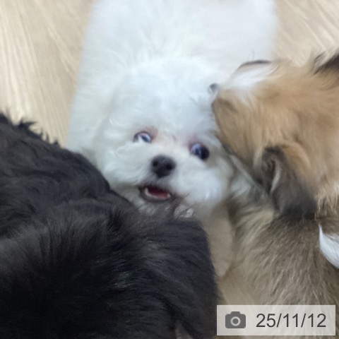 ビション・フリーゼの写真