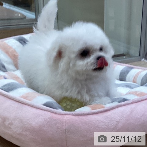 ビション・フリーゼの写真