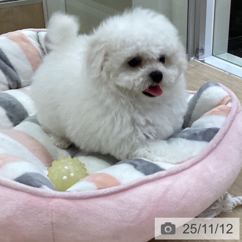 ビション・フリーゼの写真