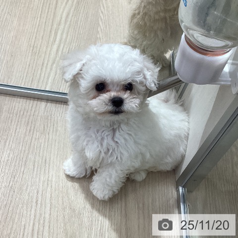 愛知県のビションフリーゼ (ペットプラス ナゴヤドーム前店/2025年9月11日生まれ/男の子/ホワイト)の子犬の4枚目の画像