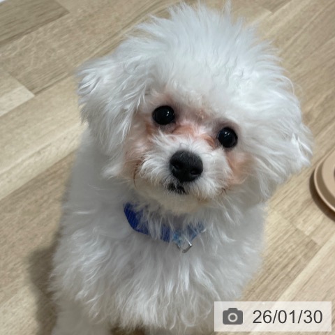 愛知県のビションフリーゼ (ペットプラス 上飯田店/2025年9月11日生まれ/男の子/ホワイト)の子犬の4枚目の画像