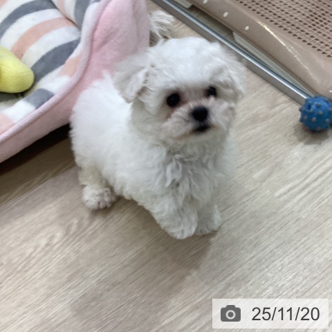 愛知県のビションフリーゼ (ペットプラス ナゴヤドーム前店/2025年9月11日生まれ/男の子/ホワイト)の子犬の3枚目の画像