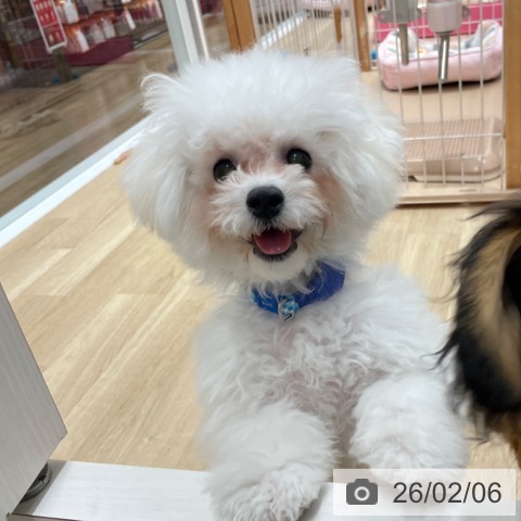 愛知県のビションフリーゼ (ペットプラス 上飯田店/2025年9月11日生まれ/男の子/ホワイト)の子犬の4枚目の画像