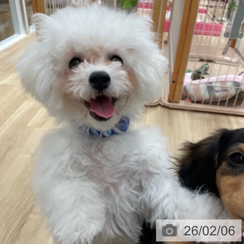 愛知県のビションフリーゼ (ペットプラス 上飯田店/2025年9月11日生まれ/男の子/ホワイト)の子犬の3枚目の画像