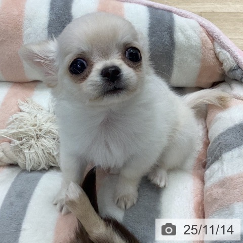 岐阜県のチワワ(ロング) (ペットプラス 各務原店/2025年9月13日生まれ/男の子/クリーム)の子犬の4枚目の画像