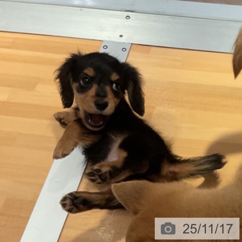 ミニチュア・ダックスフンドの写真