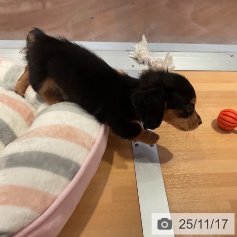 ミニチュア・ダックスフンドの写真