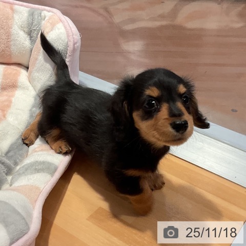 ミニチュア・ダックスフンドの写真