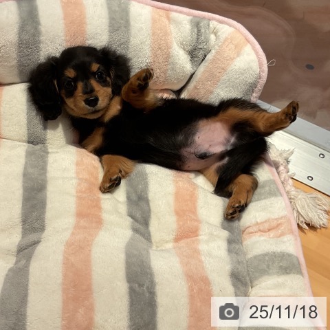 ミニチュア・ダックスフンドの写真