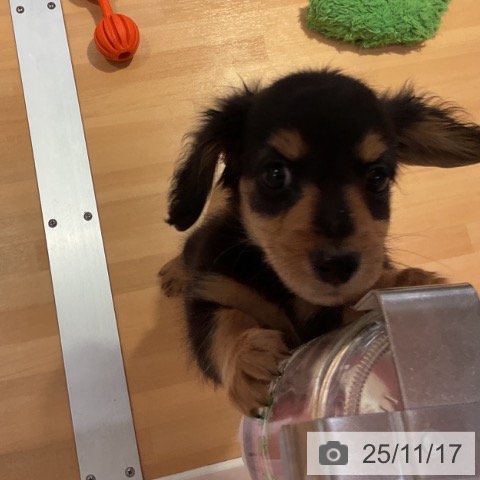 愛知県のミニチュアダックスフンド(ロング) (ペットプラス 名古屋茶屋店/2025年9月13日生まれ/男の子/ブラックタン)の子犬の4枚目の画像