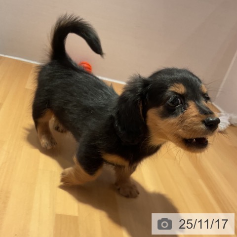 愛知県のミニチュアダックスフンド(ロング) (ペットプラス 名古屋茶屋店/2025年9月13日生まれ/男の子/ブラックタン)の子犬の3枚目の画像