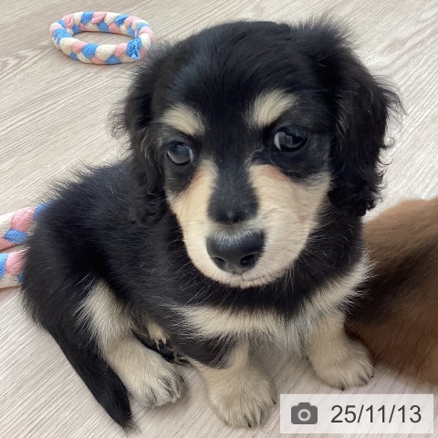 ミニチュア・ダックスフンドの写真