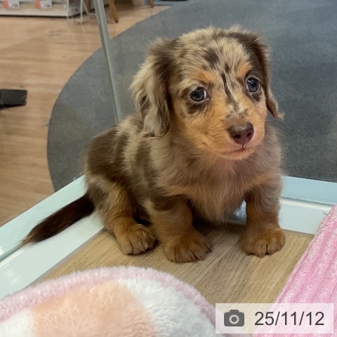 ミニチュア・ダックスフンドの写真