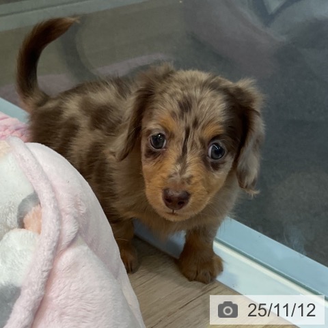 ミニチュア・ダックスフンドの写真