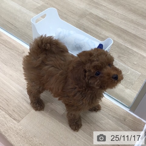 三重県のトイプードル(トイ) (ペットプラス 東員店/2025年9月13日生まれ/女の子/レッド)の子犬の4枚目の画像