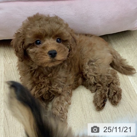 三重県のトイプードル(トイ) (ペットプラス 東員店/2025年9月13日生まれ/女の子/レッド)の子犬の3枚目の画像